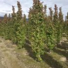 some aspen trees in a garden swedish columnar