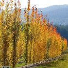 Swedish Columnar Aspen Trees in Fall in Alberta