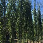 Swedish Columnar Aspen