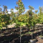 hot wings maple tree
