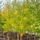 Multi-Stem Prairie Dream Birch Tree for Sale - potted trees and caliper
