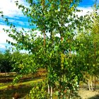 Birch ‘Prairie Dream’ Multi-Stem