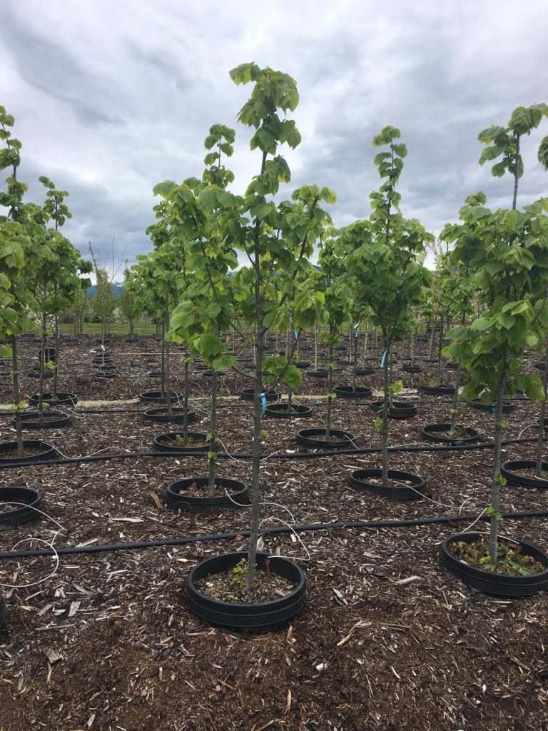 Young Linden 'Dropmore' tree for sale – Perfect for Calgary gardens and parks