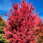 Mature Autumn Blaze Maple Fall Color of maple tree red leaves