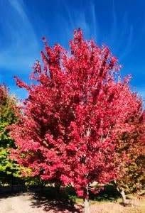 Mature Autumn Blaze Maple Fall Color of maple tree red leaves