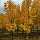 Prairie Spire Ash Fall color yellow ash trees