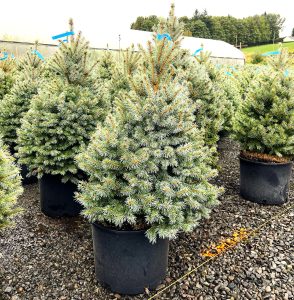 Sester Dwarf Spruce Trees