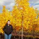 prairie spire ash in autumn fall yellow leaf ash tree