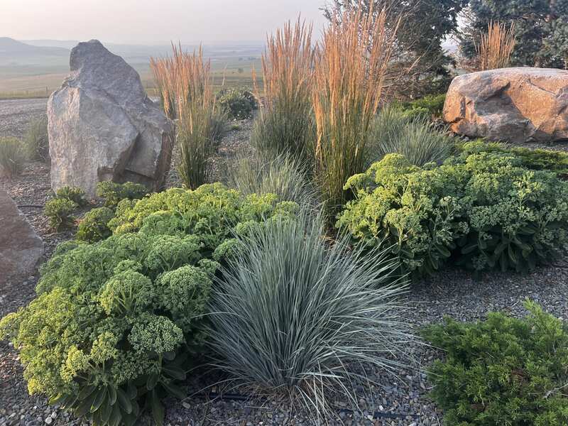 Countryside Tree Farms and Landscaping shrubs and grasses and perennials for sale in Alberta, best shrubs for landscaping.
