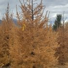 Larch Tree in Fall Autumn