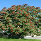 Showy Mountain Ash Tree