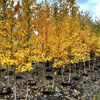 Multi-Stem Prairie Dream Birch Trees in fall