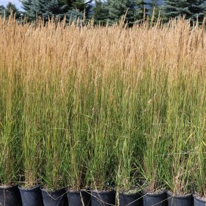Ornamental Grasses