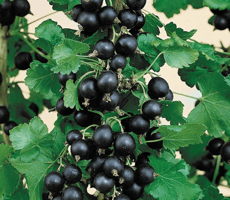 jostaberries on tree and what is jostaberry tree in alberta