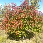 Fall Muckle Plum Tree