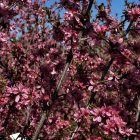 Plum Tree Leaf plum leaves