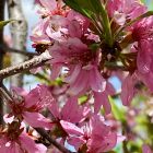 Plum 'Muckle' Fruit Tree