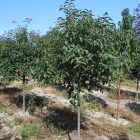 Muckle Plum Trees