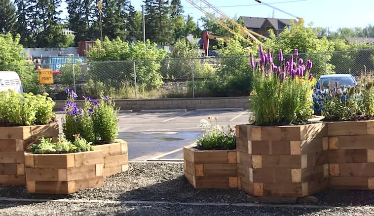 bee friendly garden in Inglewood Calgary Alberta