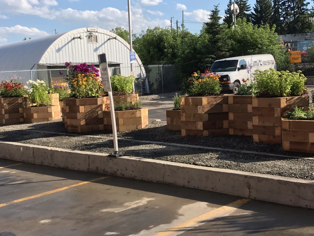 A bee friendly garden in Inglewood Calgary Alberta