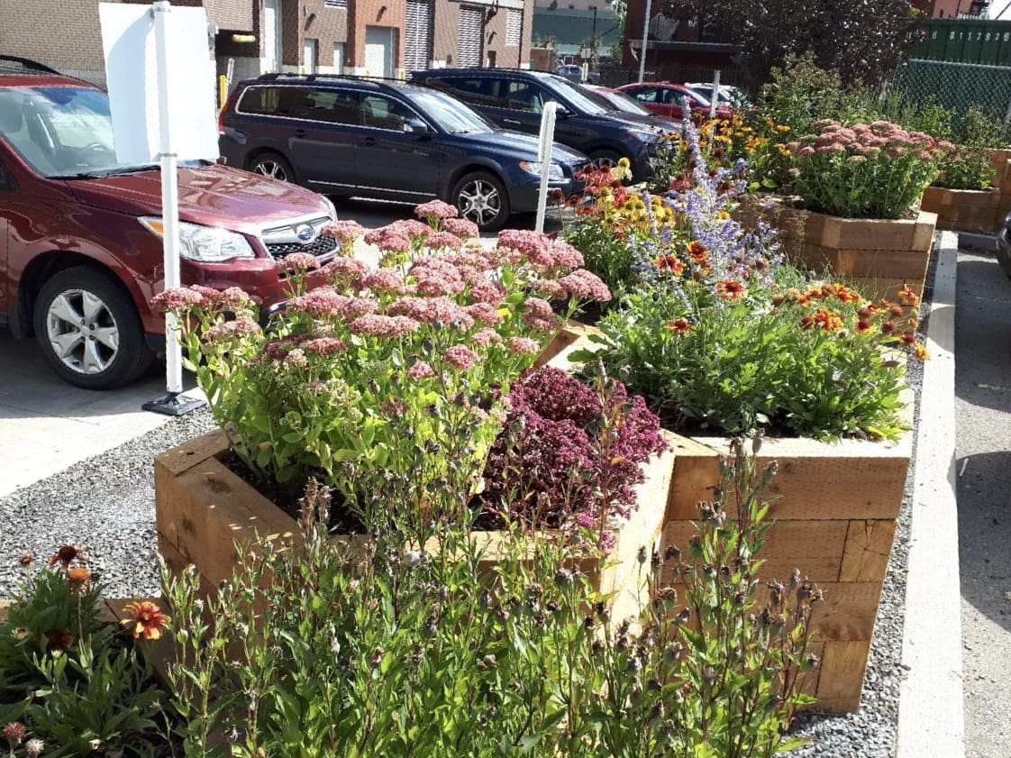 A Bee friendly garden project picture in Inglewood Calgary Alberta