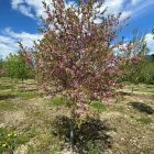 muckle plum fruiting tree for your garden