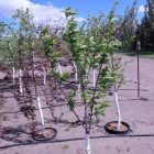 products plum trees plum seedlings brook red