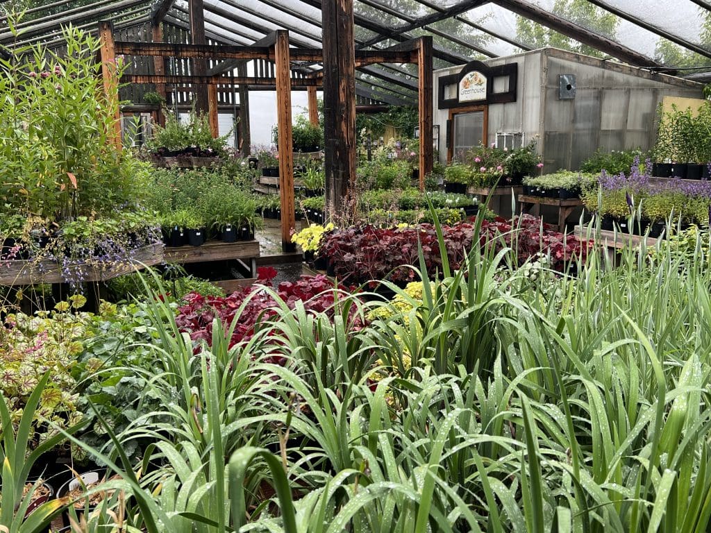 greenhouse plants and pots for sale in Calgary Alberta area Summer 2025