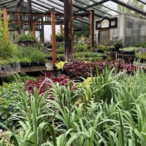 Greenhouse