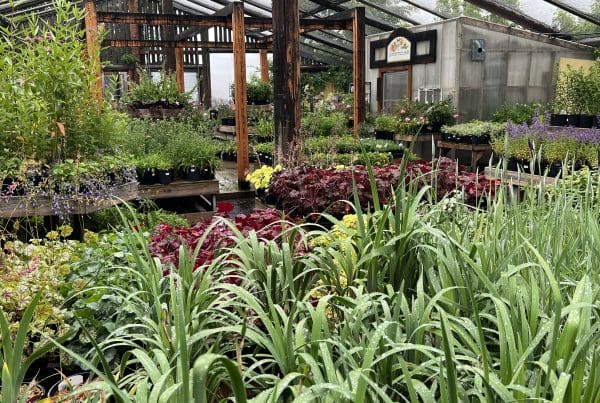 greenhouse plants and pots for sale in Calgary Alberta area Summer 2025