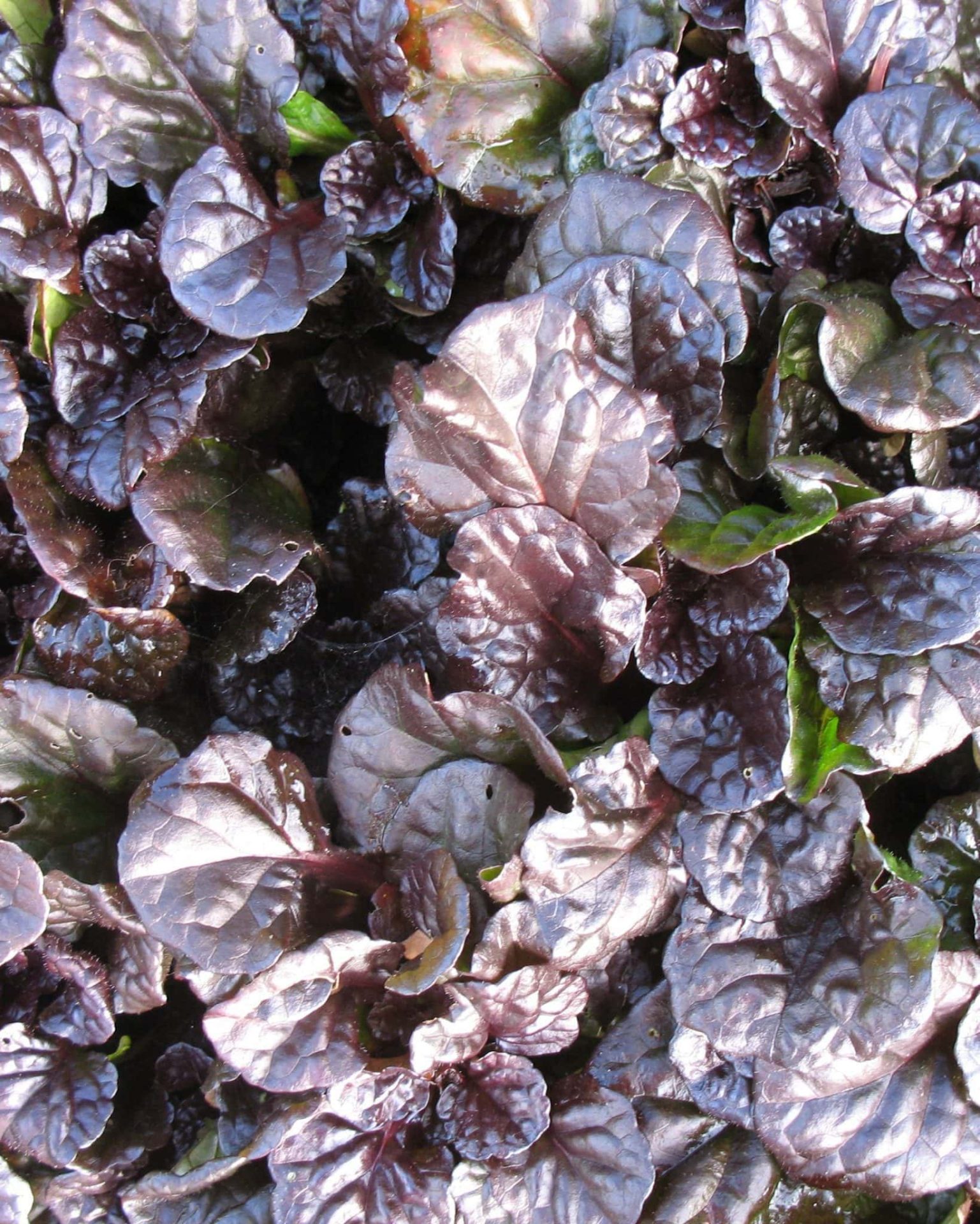 Ajuga-Black-Scallop.jpg