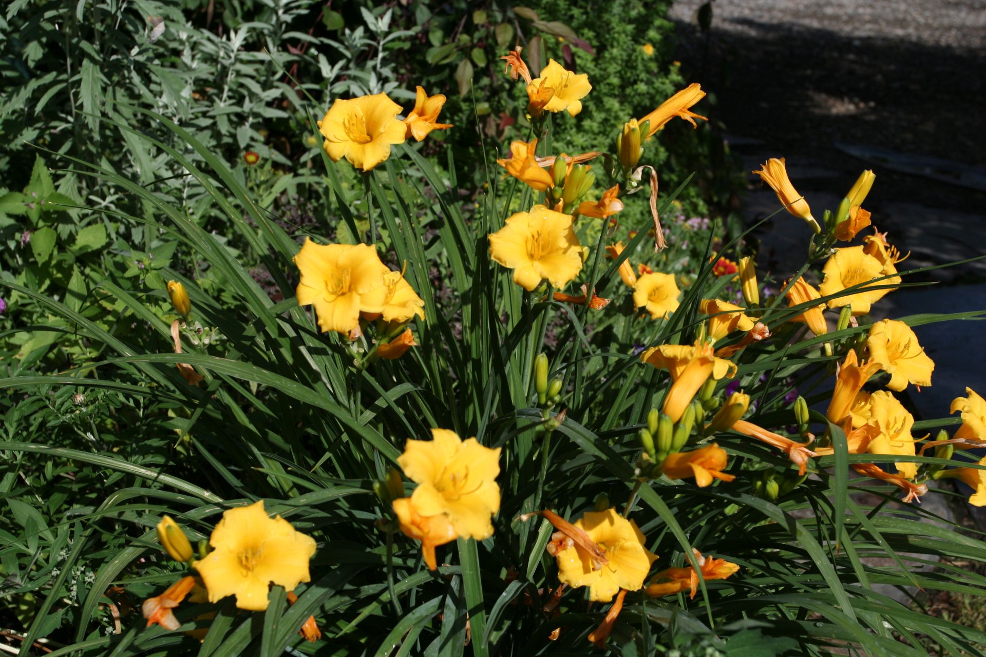Hermerocallis-stella-d-oro-2-.jpg