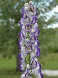 Aconitum 'Cloudy' Monkshood