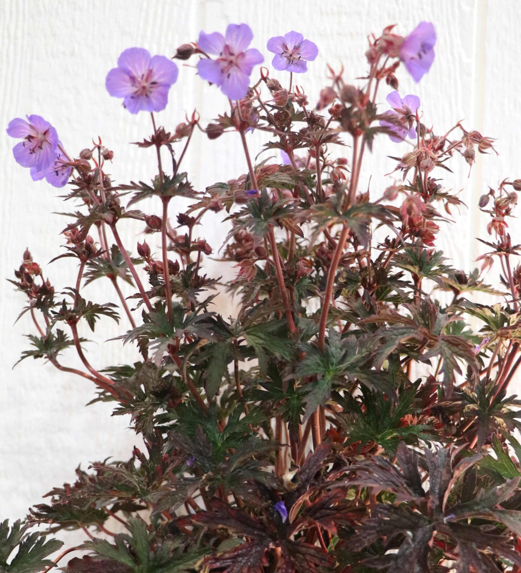 dark-reiter-cranesbill-perennial.jpg