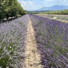 Fresh lavender branches and bundles for sale from our Alberta lavender farm