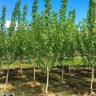 poplar-byland-tree-catalog