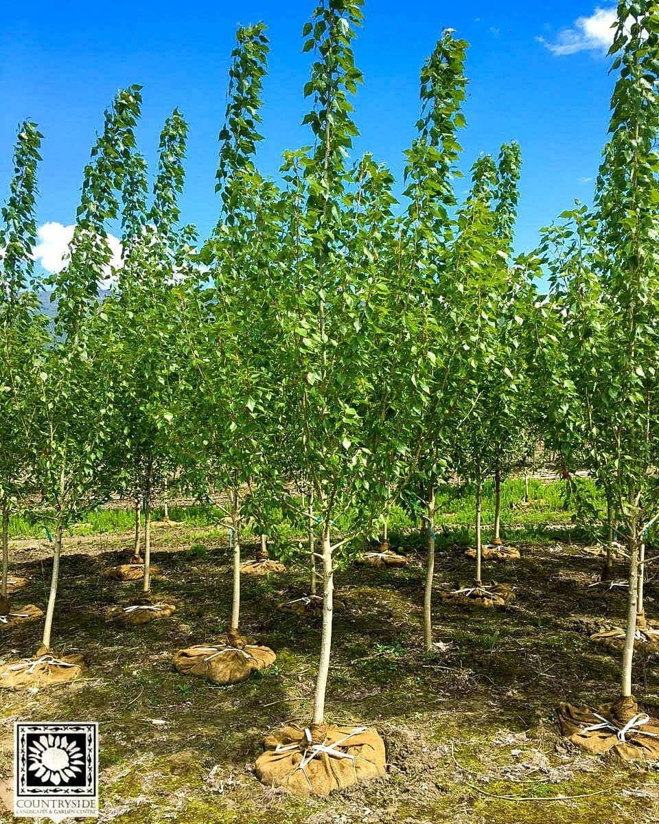 poplar-byland-tree-catalog