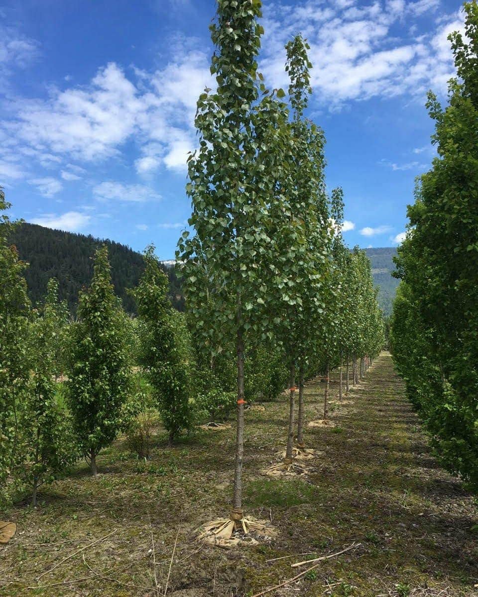 products-poplar-sundancer-columnar-tree-catalog-trees-shrubs-perennials-landscaping-countryside-garden-centre_9bdaed07-afb3-4d09-9d85-b31aa9c616f0-5.jpg