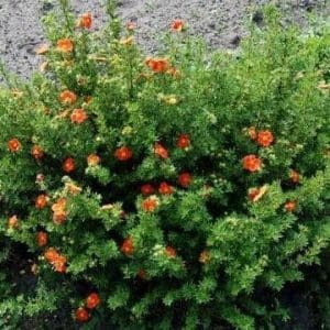 Shrubs