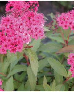 Spirea 'Neon Flash'