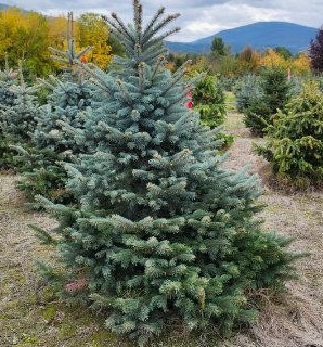 spruce-Baby-Blue-5-6-CSCRA4-2-.jpg