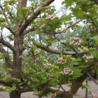 Hawthorn Trees