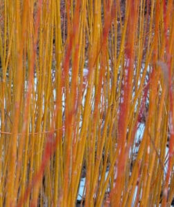 Yellow Hutchinson Willow - Bundle