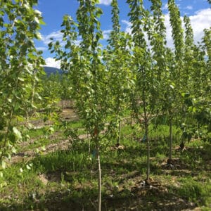 Mix & Match Trees 30% OFF