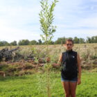 golden willow tree for sale in bulk