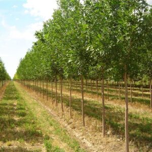 Mix & Match Trees 40% OFF