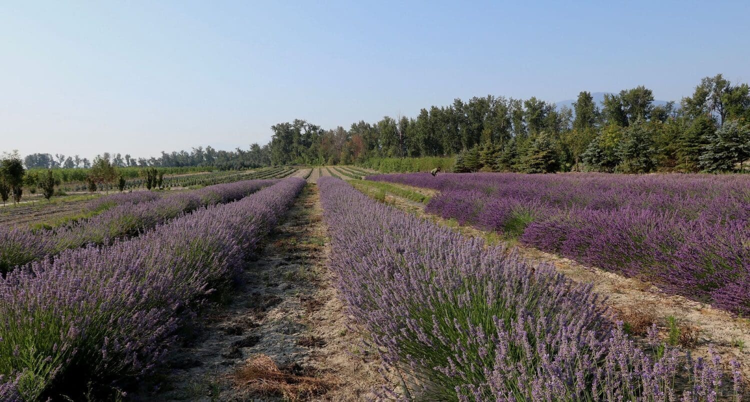 Kootenay lavender Farm and lavender products for sale