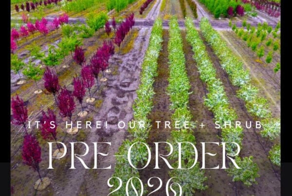 preorder trees and plants in Calgary and Okotoks area