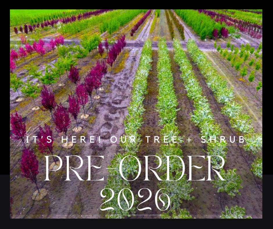 preorder trees and plants in Calgary and Okotoks area