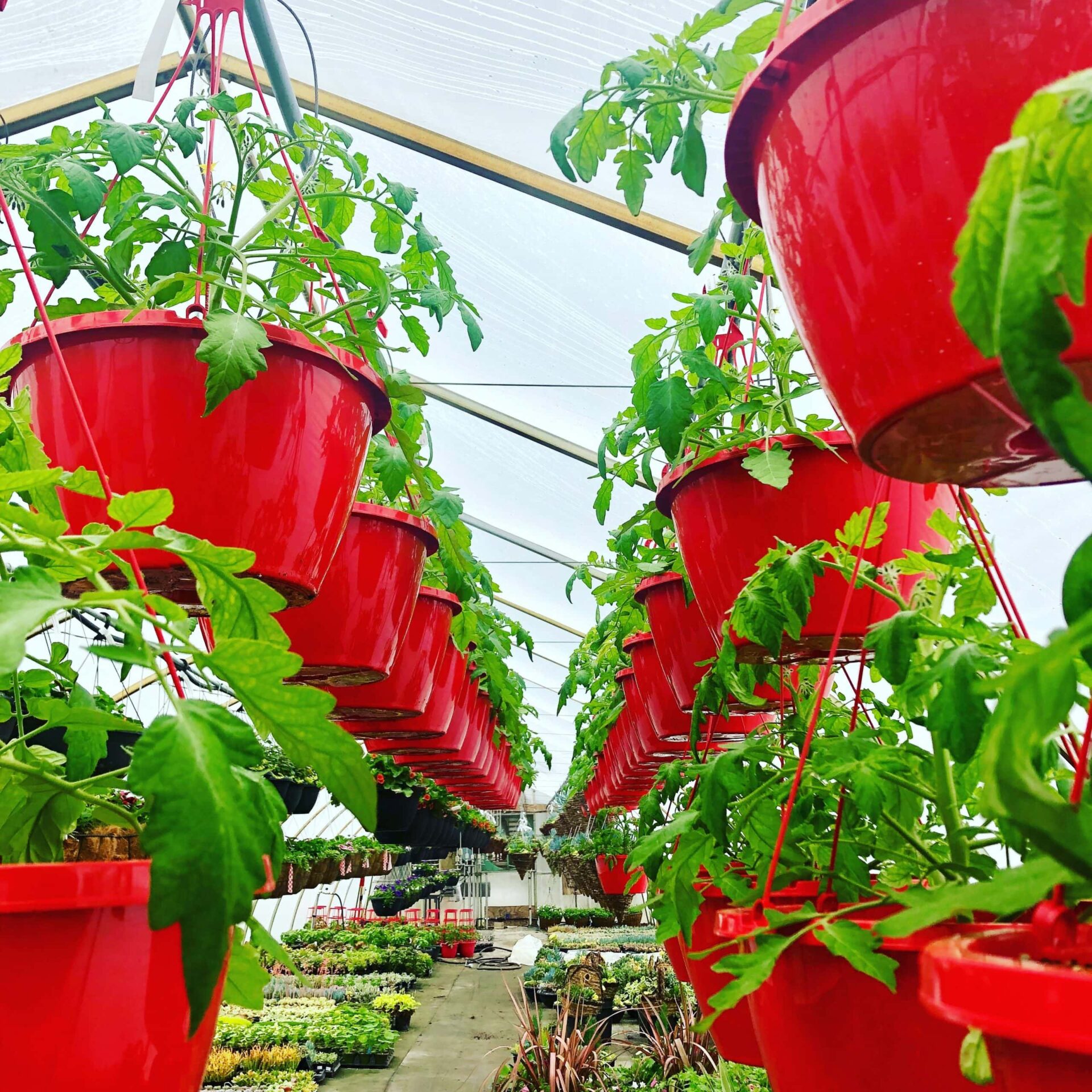 tomato-scaled-1.jpeg